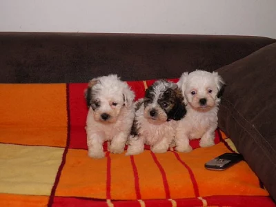 Boloňský psík-ruská boloňka